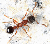 Myrmica sp.