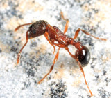 Myrmica sp.