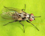 Anthomyia sp. (procellaris or ottawana)