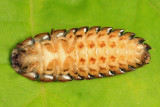 Photuris sp. (larva)
