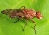 Brachyopa notata