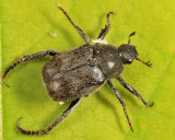 Hoplia trivialis (male)