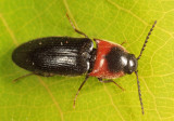 Ampedus rubricus