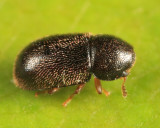 Cis chinensis (female)