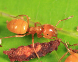 Citronella Ant - Lasius sp.