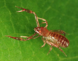 Pseudoscorpion