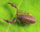Pseudoscorpion