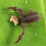 Pseudoscorpion