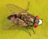 Metopia argyrocephala