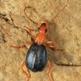 Brachinus patruelis