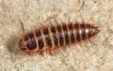 Black Larder Beetle - Dermestes ater (larva)