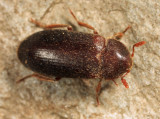 Black Larder Beetle - Dermestes ater