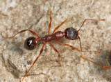 Aphaenogaster rudis