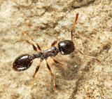 Temnothorax longispinosus