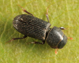 Ataenius gracilis