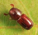 Corthylus columbianus