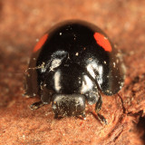 Twice-stabbed lady beetle - Chilocorus stigma