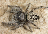 Phidippus purpuratus (female)