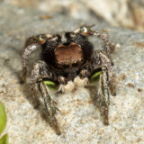 Habronattus calcaratus