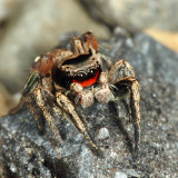 Habronattus coecatus