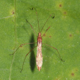 Jalysus spinosus or wickhami