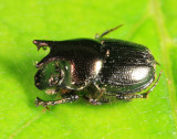 Onthophagus orpheus (male)