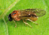 Acordulecera dorsalis