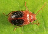 Prionocyphon discoideus