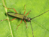 Encyclops caerulea