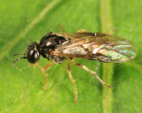 Acordulecera dorsalis