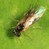 Acordulecera dorsalis