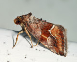9046 - Bog Deltote - Deltote bellicula