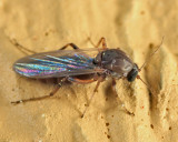 Bezzia sp.