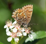 Eastern Pine Elfin - Callophrys niphon