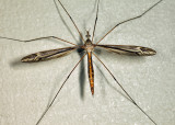 Tipula caloptera