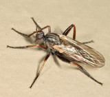 Rhamphomyia sp.