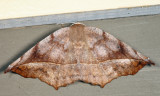 6966 - Curve-toothed Geometer - Eutrapela clemataria