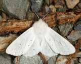 8134 - Agreeable Tiger Moth - Spilosoma congrua