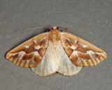 6864 - Northern Pine Looper - Caripeta piniata