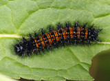 Baltimore Checkerspot caterpillar on turtlehead - Euphydryas phaeton