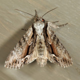 9578 - Common Hyppa - Hyppa xylinoides