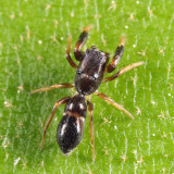 Jumping Spiders - Genus Peckhamia