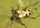 Evodinus monticola