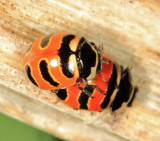Three-banded Lady Beetles - Coccinella trifasciata