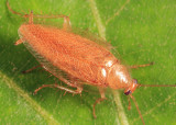 Spotted Mediterranean Cockroach - Ectobius pallidus