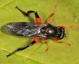 Chalcosyrphus curvaria