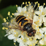 Transverse Flower Fly - Eristalis transversa