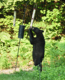 Black Bear - Ursus americanus