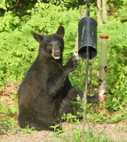 Black Bear - Ursus americanus