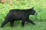 Black Bear - Ursus americanus